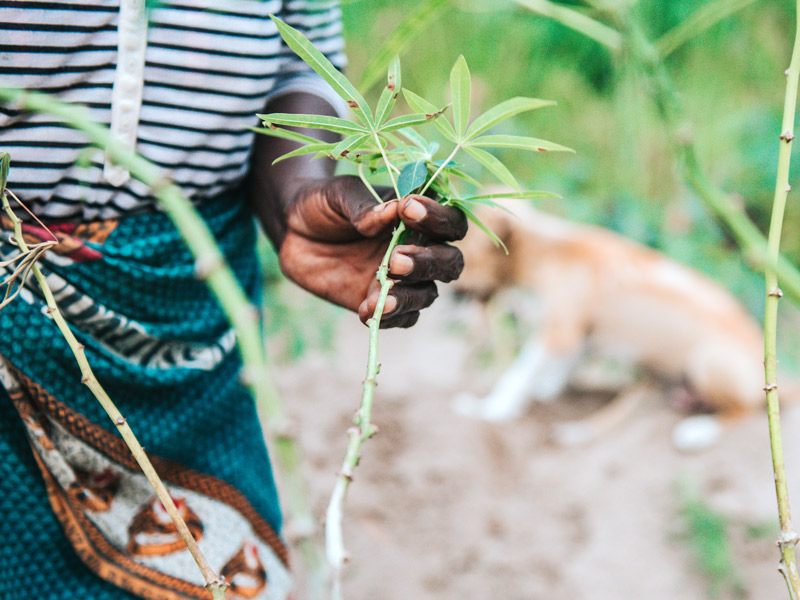 Checking quality of cassava plant