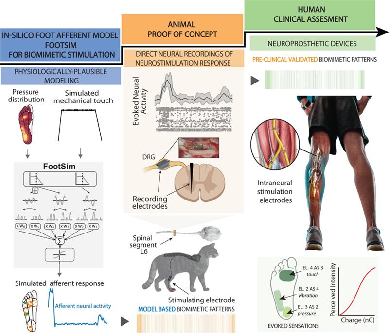 three main pillars of EHT Zurich's somatosensory neuroprosthetics development with neuromorphic computing